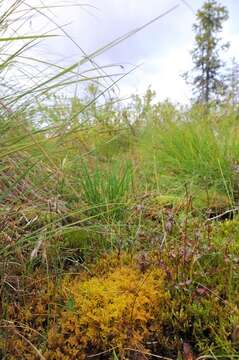 Image of palustriella moss