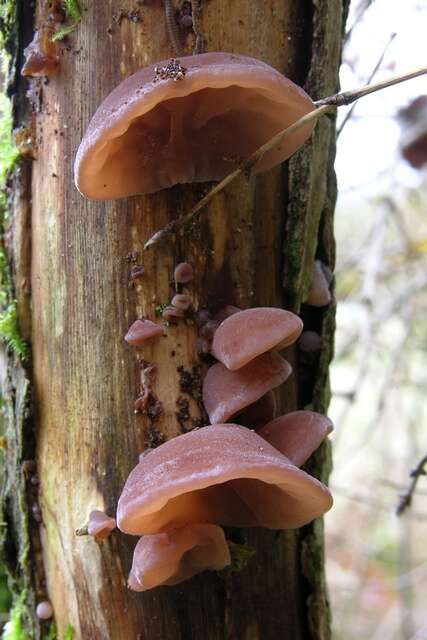 Image of Auricularia