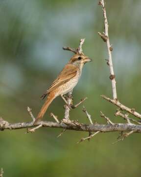 Image of Red-tailed Shrike