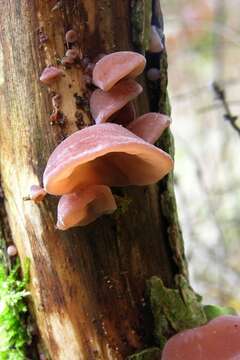 Image of Auricularia