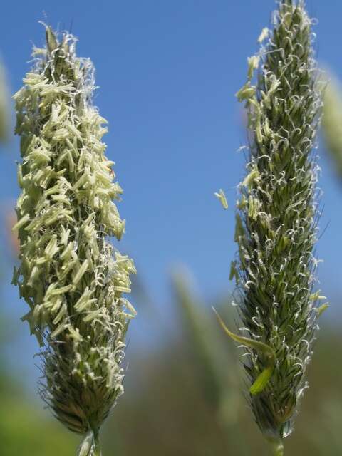 Image of Foxtail Grass