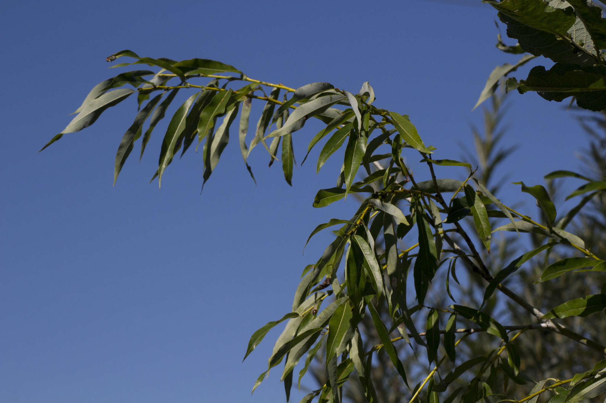 Image of Salix rorida Lacksch.