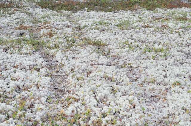 Image of star reindeer lichen