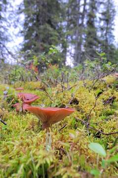 Image of Milk Cap Mushrooms