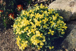 Image de Erysimum jugicola