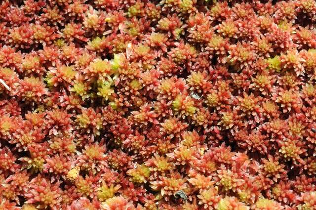 Image of red bog-moss