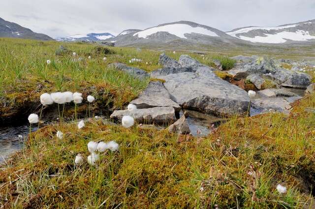 Image of cottongrass