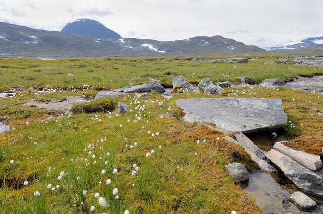 Plancia ëd Eriophorum