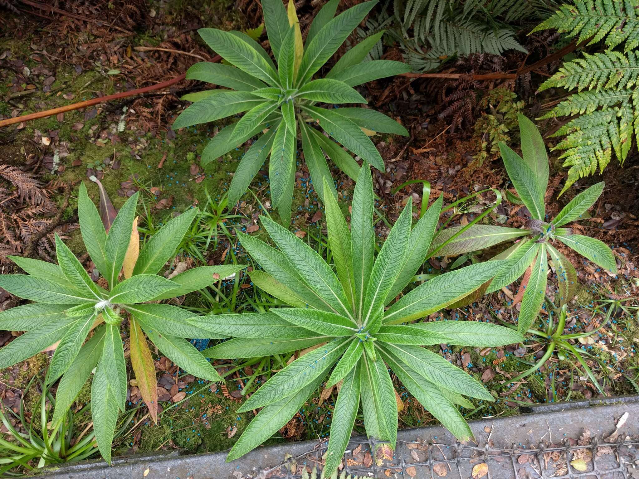 Image of Oahu lobelia