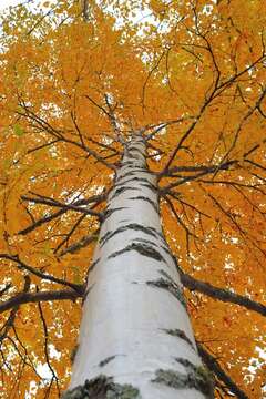 Image of Oval leaved Birch