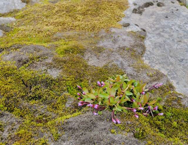 Image of willowherb