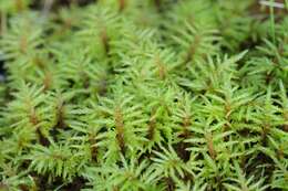 Image of hylocomium feather moss