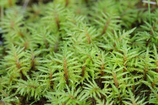 Image of hylocomium feather moss