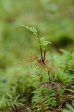 Image of hylocomium feather moss