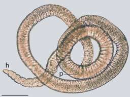 Image of jaw worms