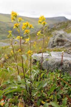 Image of goldenrod