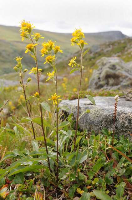 Plancia ëd Solidago