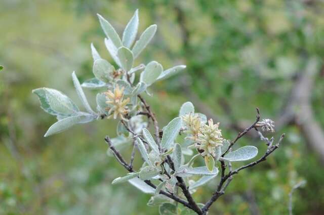 Image of grayleaf willow