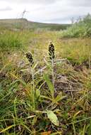 Image of arctic cudweed