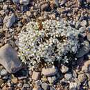 Image of tundra sandwort