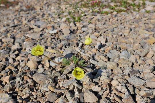 Image of rooted poppy