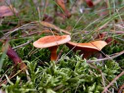 Image of Hygrophoropsidaceae