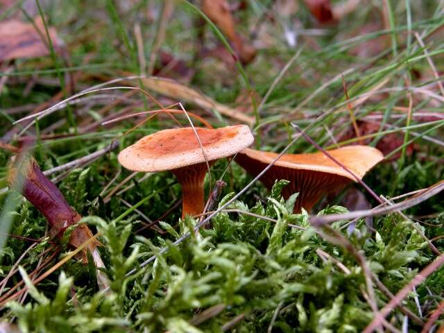 Image de Hygrophoropsidaceae