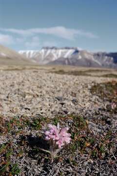 Imagem de Pedicularis dasyantha Hadac