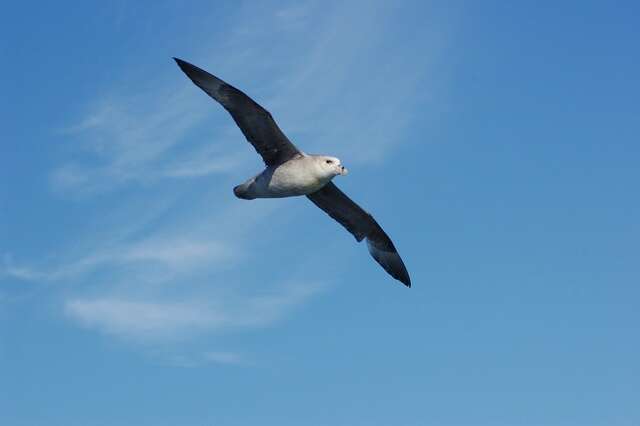 Image of Fulmar