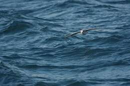 Image of Fulmar