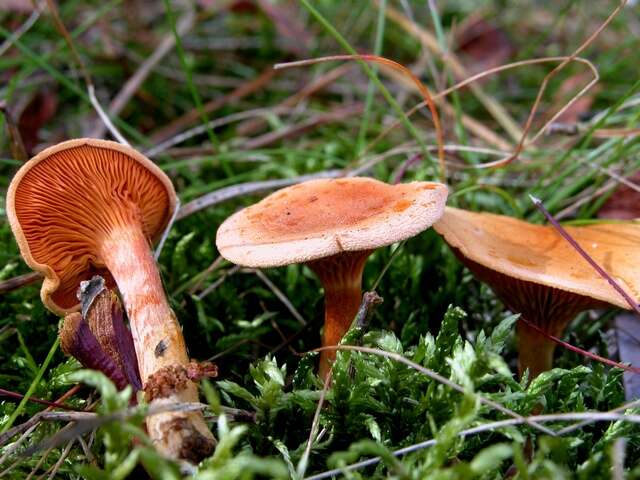 صورة Hygrophoropsidaceae