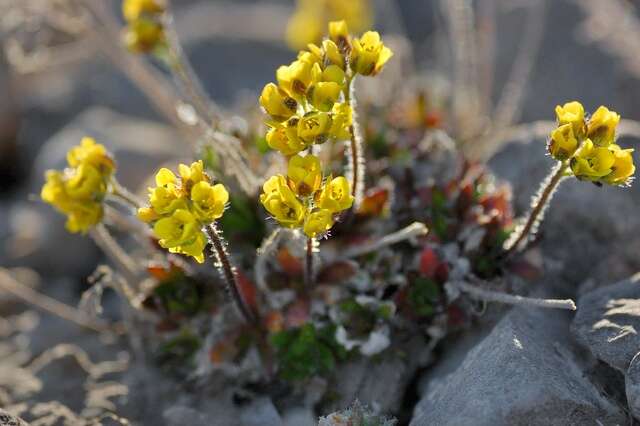 Image of alpine draba