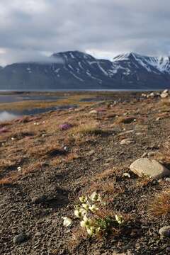 Imagem de Papaver radicatum subsp. polare Tolm.