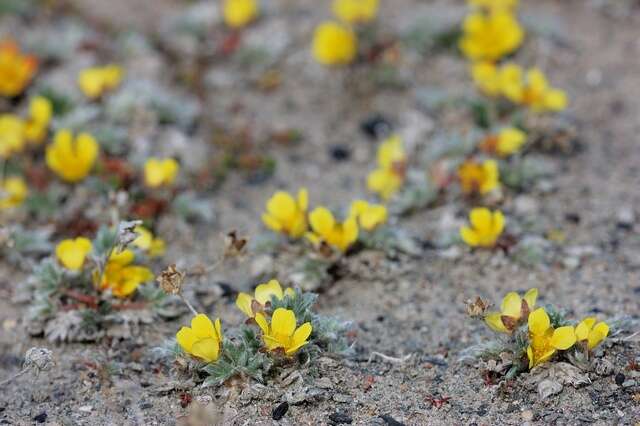 Imagem de Potentilla pulchella R. Br.