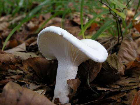 Image of Hygrophorus