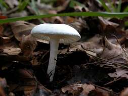 Слика од Hygrophorus