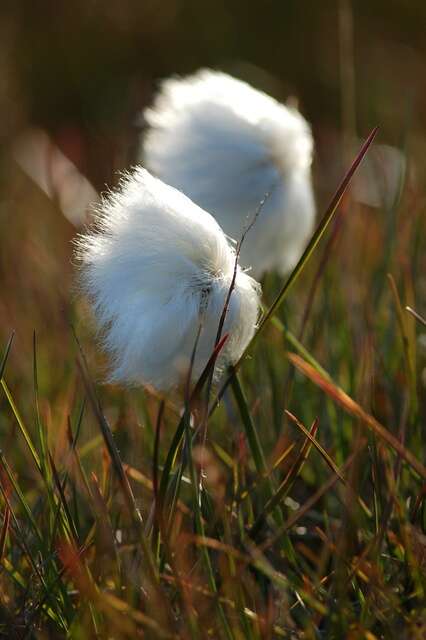 Plancia ëd Eriophorum