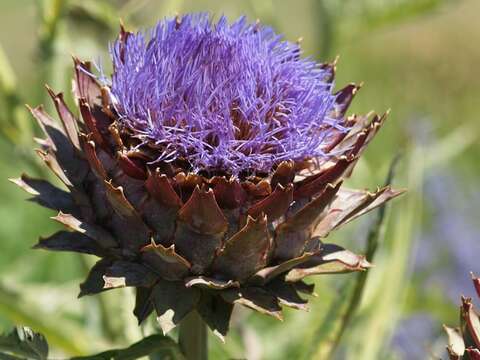 Слика од Cynara