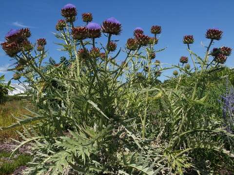 Слика од Cynara