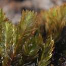 Image of fissidens moss