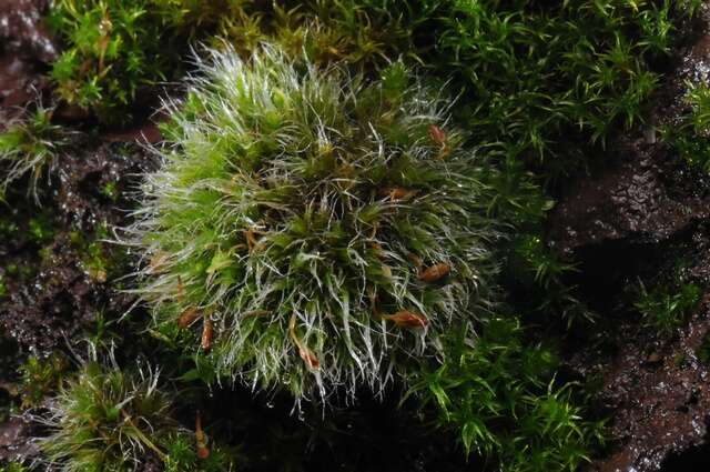 Image of grimmia dry rock moss