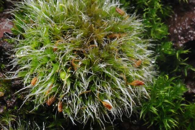 Image of grimmia dry rock moss