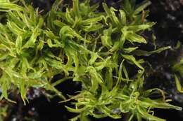 Image of tortella moss