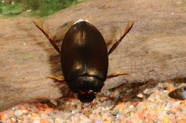 Image of predaceous diving beetles