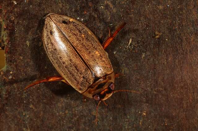 Image of Rhantus (Rhantus) suturalis (W. S. MacLeay 1825)