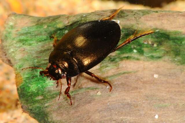 Image of predaceous diving beetles