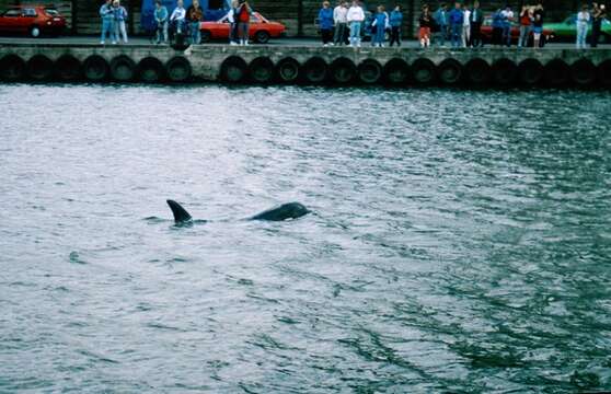 Image of killer whale