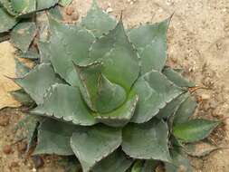 Image of Agave potatorum Zucc.