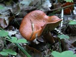 Слика од Lactarius aurantiacus (Pers.) Gray 1821