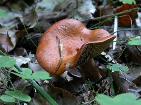 Image of Lactarius aurantiacus (Pers.) Gray 1821